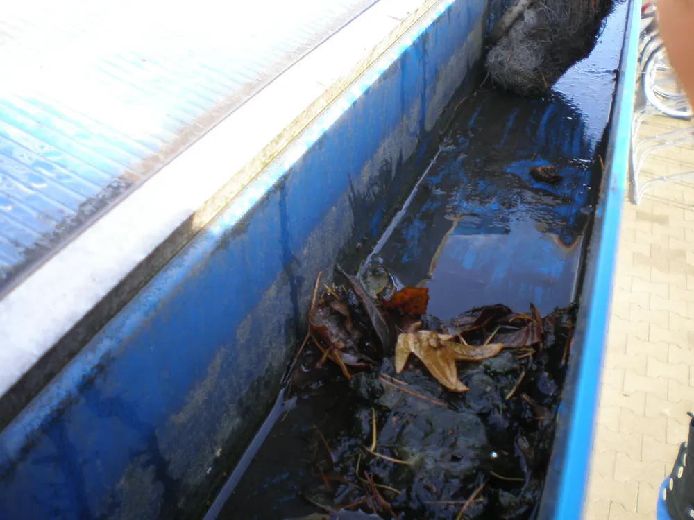 Verstopfte blaue Dachrinne mit schmutzigem Wasser, Blättern und Schlamm.